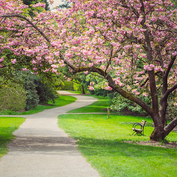 Cherry Tree along Bike Path in a Park