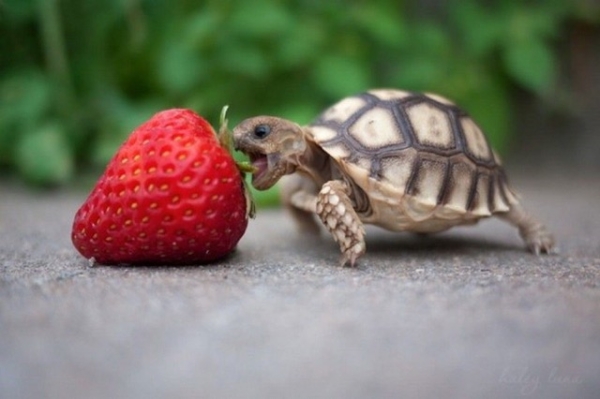 A small turtle eats a red strawberry signifying Cherrytree Group as a small business chasing after large goals.